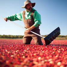 Récolte de canneberges à Yarmouth, Massachusetts