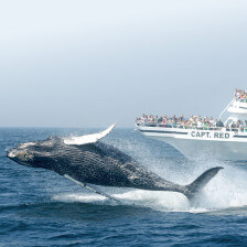 Observation des baleines à Gloucester et au Stellwagen Bank National Marine Sanctuary, dans le Massachusetts